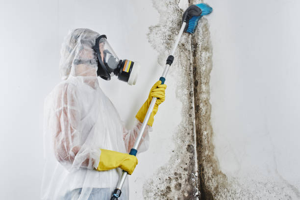 Biohazard Mold Removal in Palatka, FL